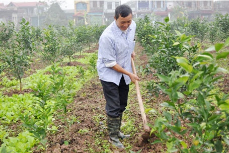 Tả bố em đang làm vườn