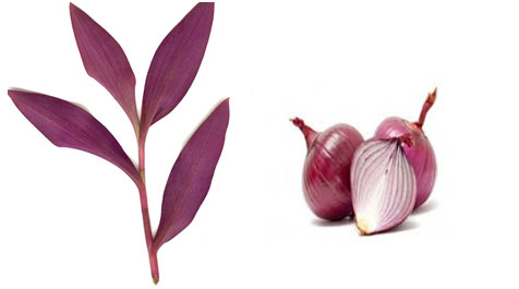 Thực hành Thí nghiệm co và phản co nguyên sinh