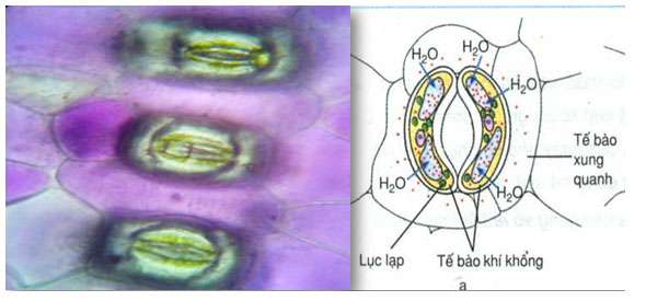 Thực hành Thí nghiệm co và phản co nguyên sinh
