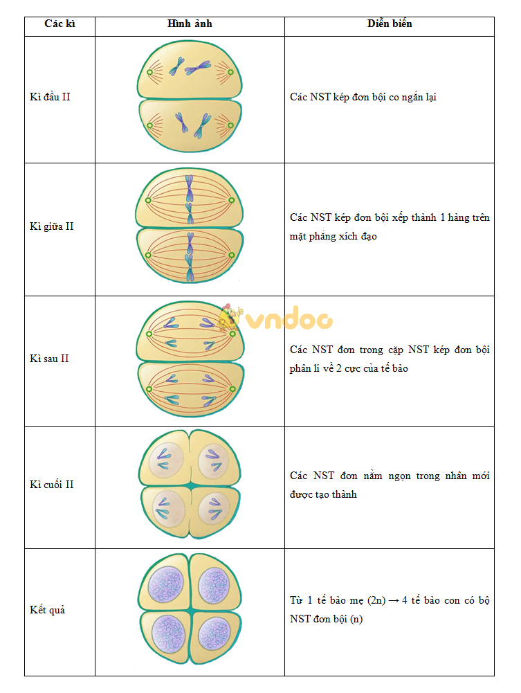 Lý thuyết Sinh học lớp 9 bài 10: Giảm phân
