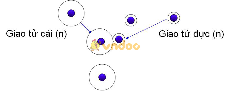 Lý thuyết Sinh học lớp 9 bài 11: Phát sinh giao tử và thụ tinh