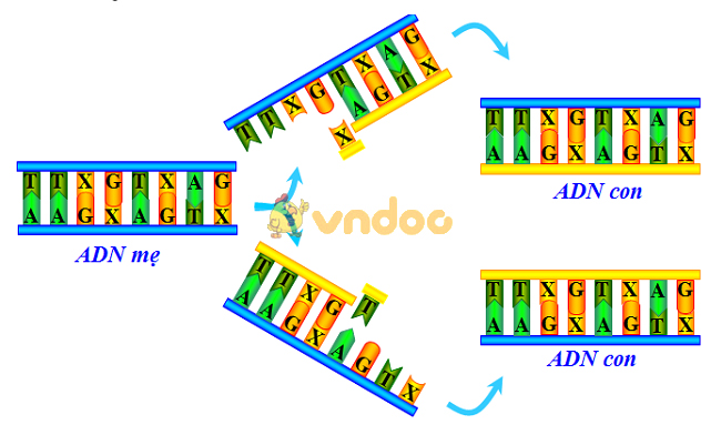 Lý thuyết Sinh học lớp 9 bài 16: ADN và bản chất của gen
