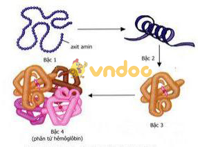 Lý thuyết Sinh học lớp 9 bài 18: Prôtêin