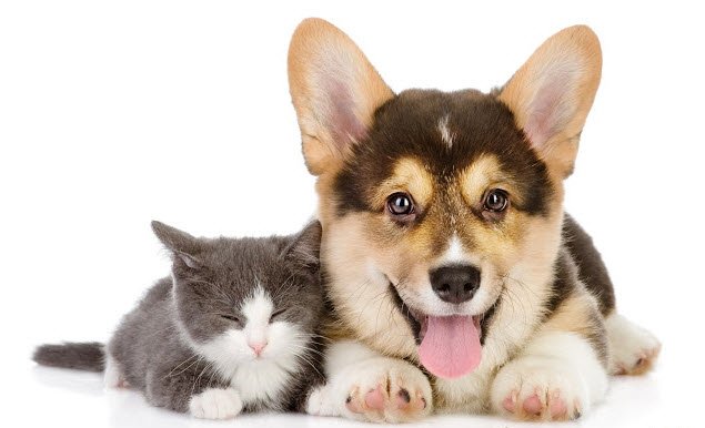 Kể chuyện tưởng tượng một lần em mắc lỗi và biến thành một con vật