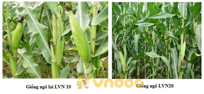 thành tựu chọn giống cây trồng Lý thuyết Sinh học lớp 9 bài 37: Thành tựu chọn giống ở Việt Nam