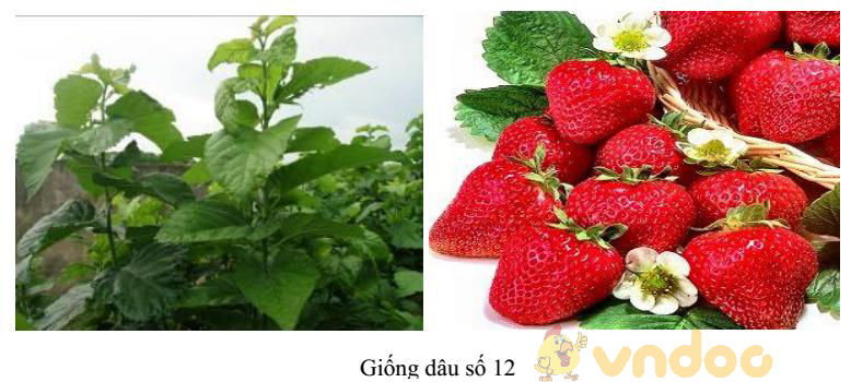 tạo giống đa bội thể Lý thuyết Sinh học lớp 9 bài 37: Thành tựu chọn giống ở Việt Nam