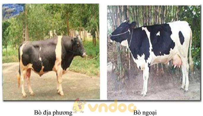 tạo giống bò Lý thuyết Sinh học lớp 9 bài 37: Thành tựu chọn giống ở Việt Nam