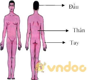 Lý thuyết Sinh học lớp 8 bài 2: Cấu tạo cơ thể