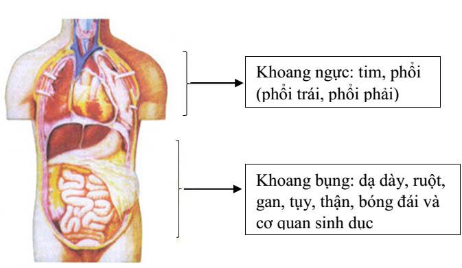 Lý thuyết Sinh học lớp 8 bài 2: Cấu tạo cơ thể
