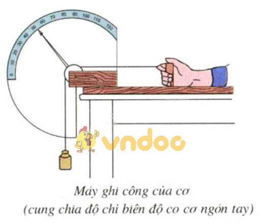 Lý thuyết Sinh học lớp 8 bài 10: Hoạt động của cơ