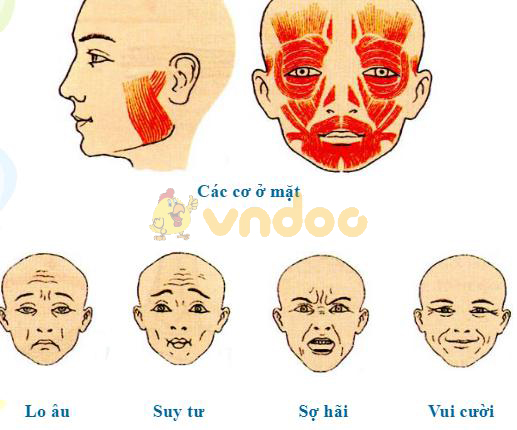 Lý thuyết Sinh học lớp 8 bài 11: Tiến hóa của hệ vận động