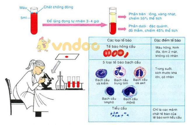Lý thuyết Sinh học lớp 8 bài 13: Tiến hóa của hệ vận động