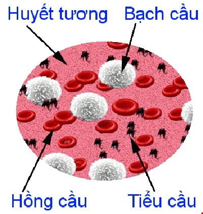 Lý thuyết Sinh học lớp 8 bài 13: Tiến hóa của hệ vận động