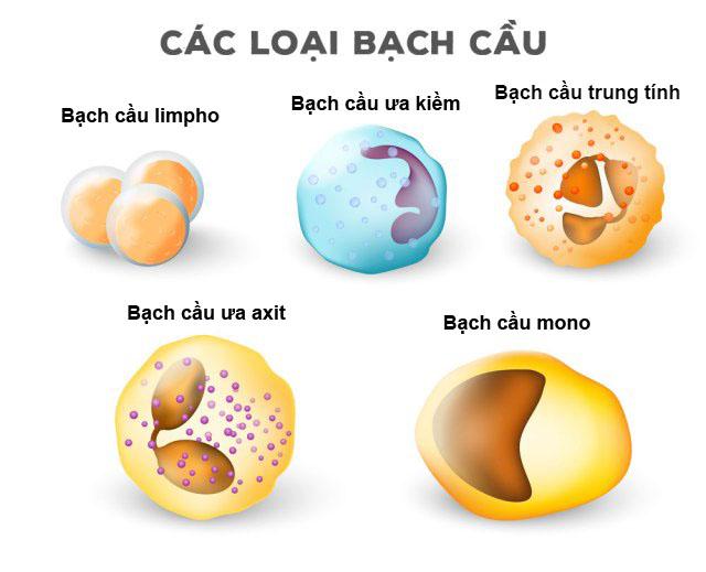 Lý thuyết Sinh học lớp 8 bài 14: Bạch cầu - Miễn dịch
