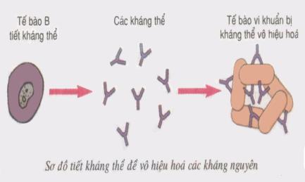 Lý thuyết Sinh học lớp 8 bài 14: Bạch cầu - Miễn dịch