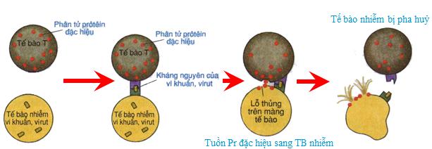 Lý thuyết Sinh học lớp 8 bài 14: Bạch cầu - Miễn dịch