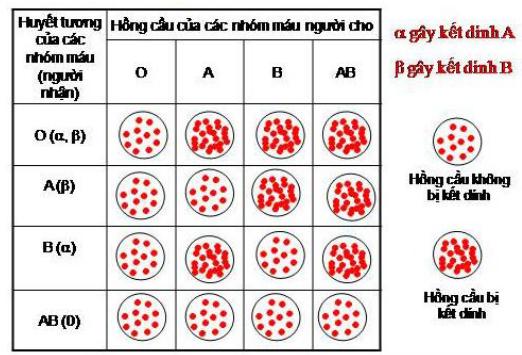 Lý thuyết Sinh học lớp 8 bài 15: Đông máu và nguyên tắc truyền máu