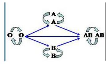 Lý thuyết Sinh học lớp 8 bài 15: Đông máu và nguyên tắc truyền máu