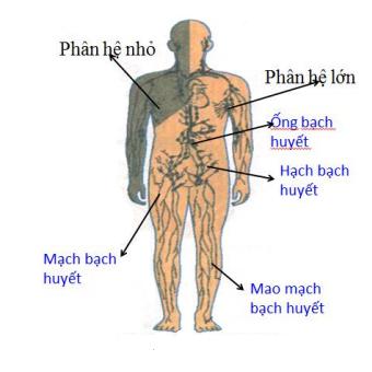 Lý thuyết Sinh học lớp 8 bài 16: Tuần hoàn máu và lưu thông bạch huyết