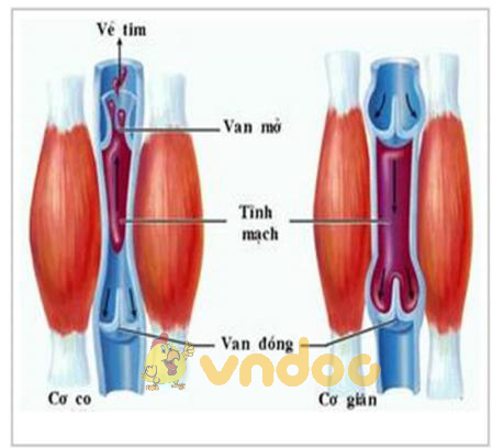 Lý thuyết Sinh học lớp 8 bài 18: Vận chuyển máu qua hệ mạch. Vệ sinh hệ tuần hoàn