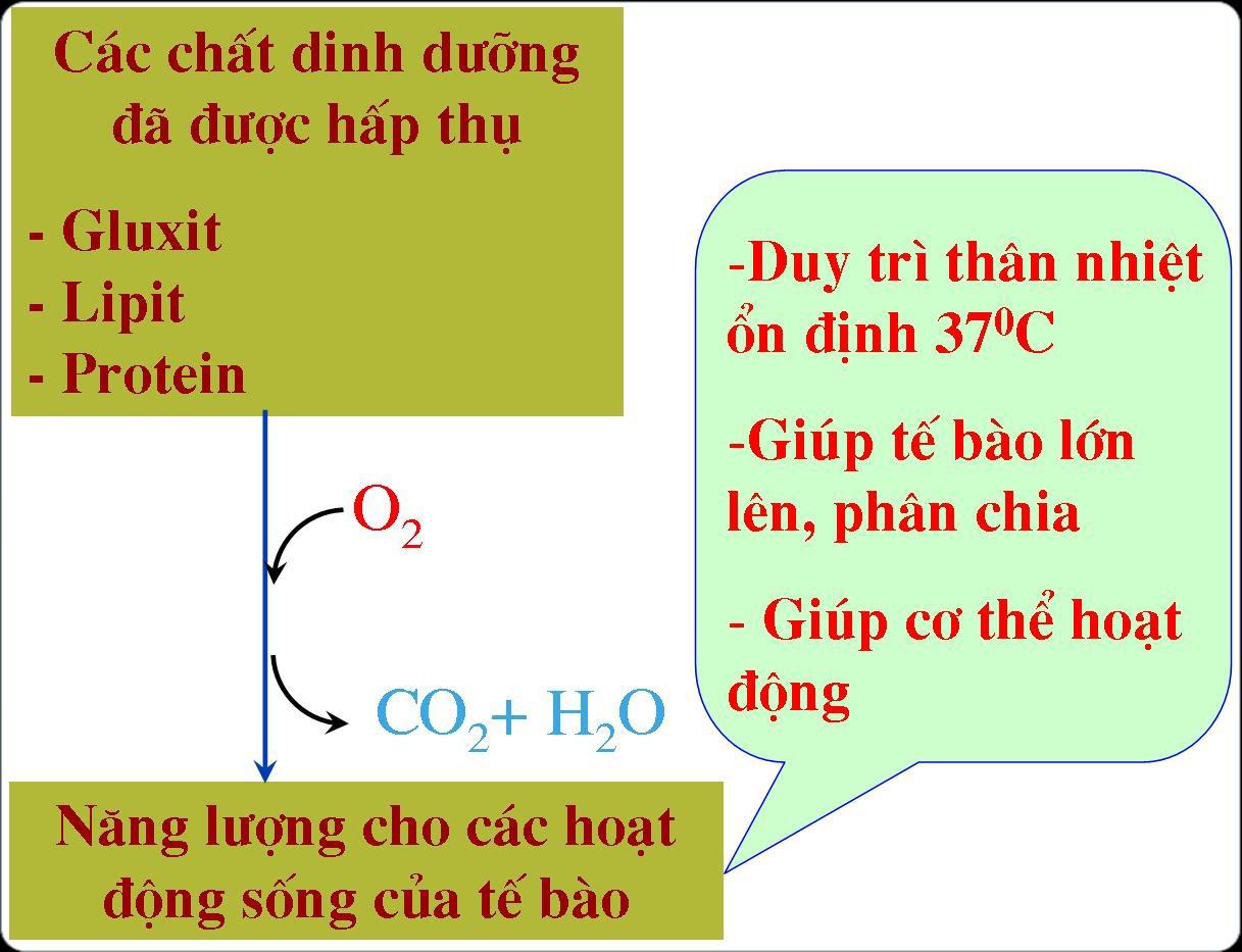 Lý thuyết Sinh học lớp 8 bài 20: Hô hấp và các cơ quan hô hấp