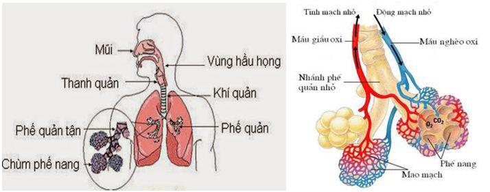 Lý thuyết Sinh học lớp 8 bài 20: Hô hấp và các cơ quan hô hấp