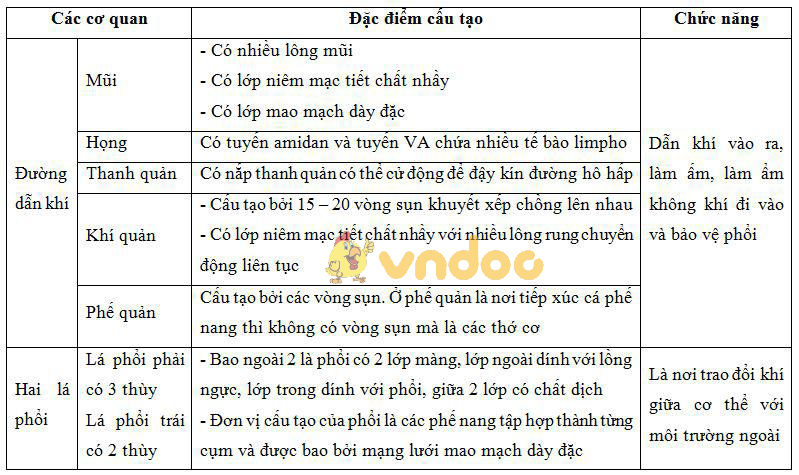 Lý thuyết Sinh học lớp 8 bài 20: Hô hấp và các cơ quan hô hấp