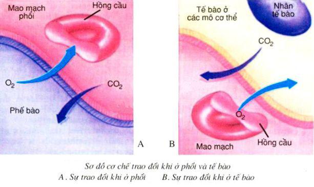 Lý thuyết Sinh học lớp 8 bài 21: Hoạt động hô hấp