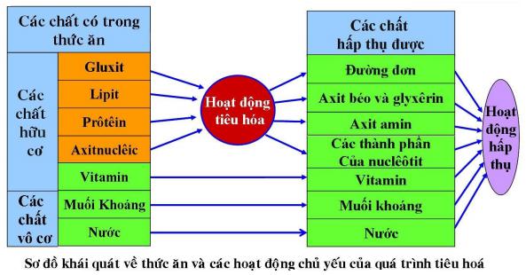 Lý thuyết Sinh học lớp 8 bài 24: Tiêu hóa và các cơ quan tiêu hóa
