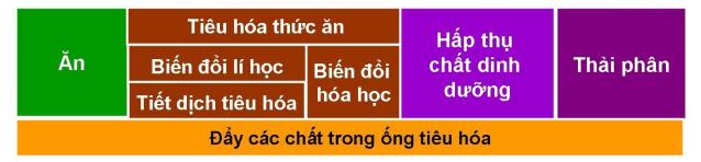 Lý thuyết Sinh học lớp 8 bài 24: Tiêu hóa và các cơ quan tiêu hóa