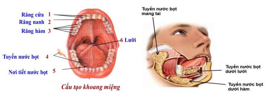 Lý thuyết Sinh học lớp 8 bài 25: Tiêu hóa ở khoang miệng