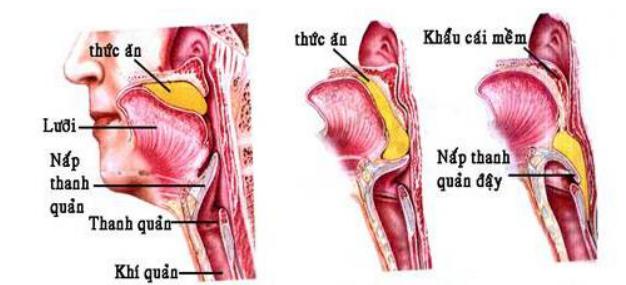 Lý thuyết Sinh học lớp 8 bài 25: Tiêu hóa ở khoang miệng