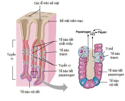 Lý thuyết Sinh học lớp 8 bài 27: Tiêu hóa ở dạ dày