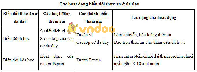 Lý thuyết Sinh học lớp 8 bài 27: Tiêu hóa ở dạ dày