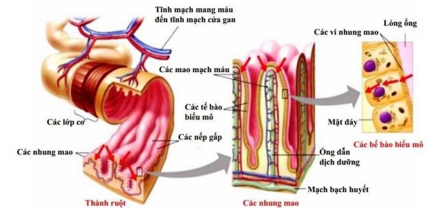 Lý thuyết Sinh học lớp 8 bài 29: Hấp thụ chất dinh dưỡng và thải phân