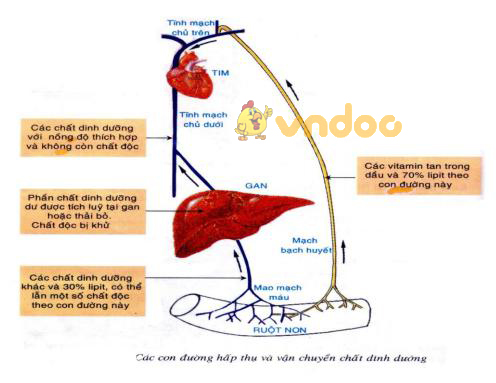 Lý thuyết Sinh học lớp 8 bài 29: Hấp thụ chất dinh dưỡng và thải phân