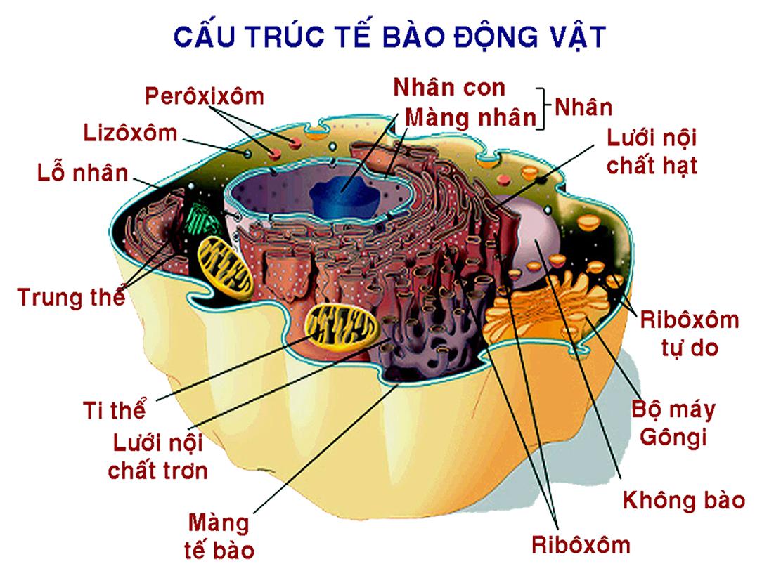 Lý thuyết Sinh học lớp 8 bài 3: Tế bào