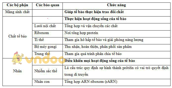 Lý thuyết Sinh học lớp 8 bài 3: Tế bào