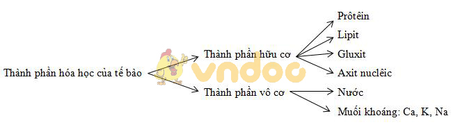 Lý thuyết Sinh học lớp 8 bài 3: Tế bào