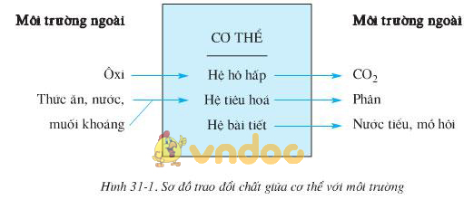 Lý thuyết Sinh học lớp 8 bài 31: Trao đổi chất