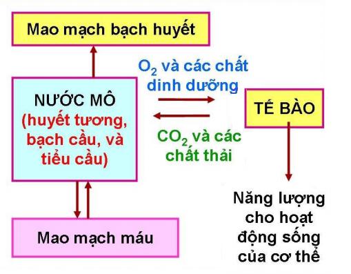 Lý thuyết Sinh học lớp 8 bài 31: Trao đổi chất