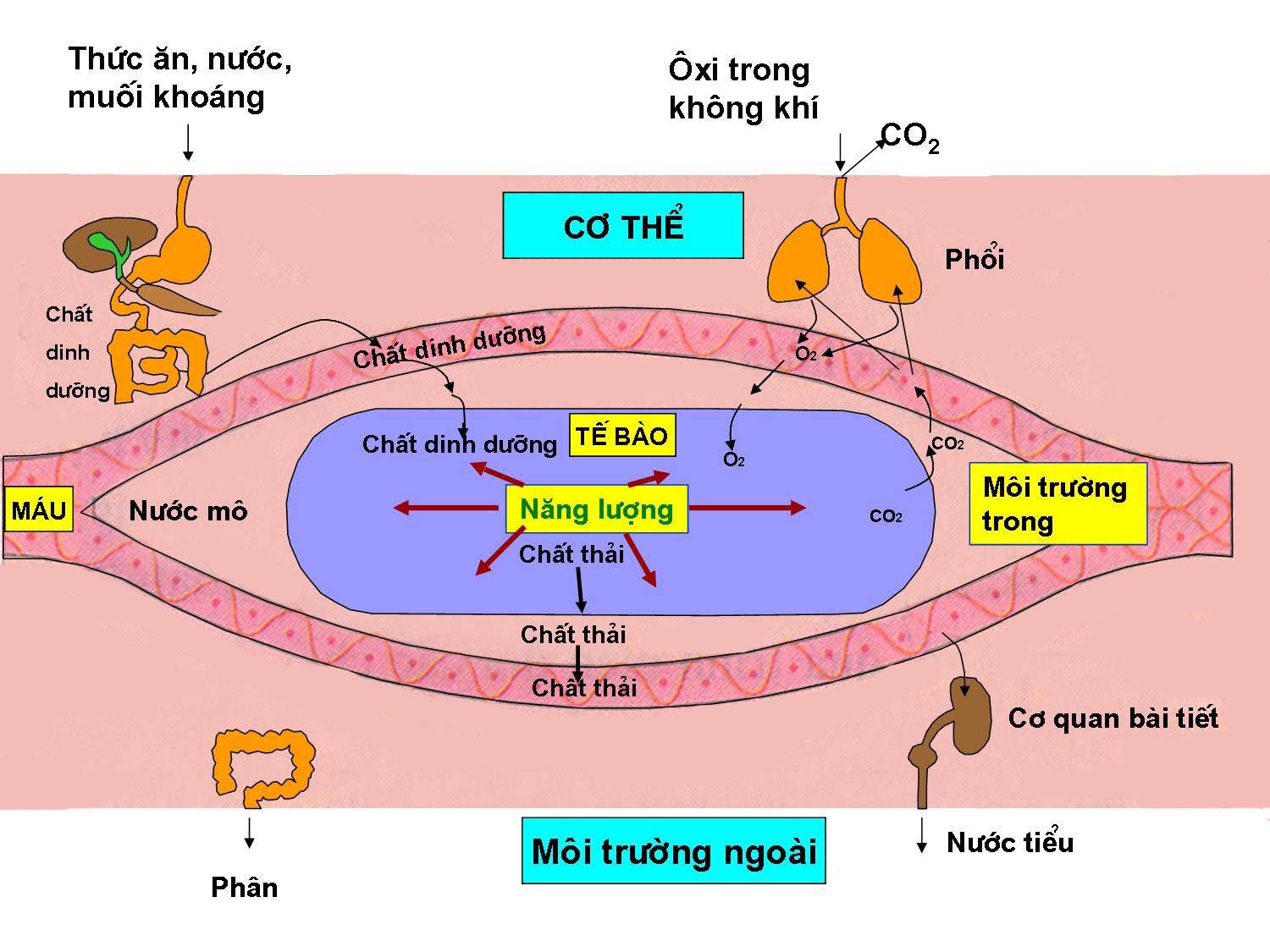 Lý thuyết Sinh học lớp 8 bài 31: Trao đổi chất