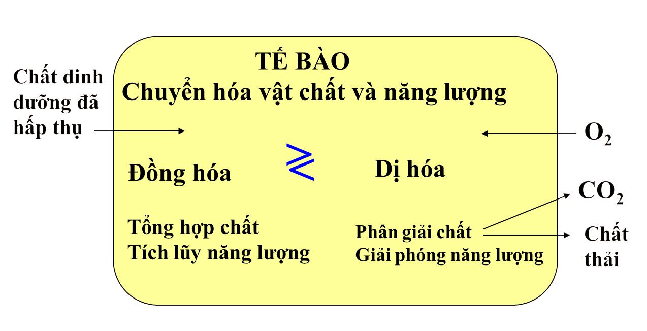 Lý thuyết Sinh học lớp 8 bài 32: Chuyển hóa