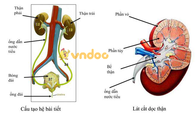 Lý thuyết Sinh học lớp 8 bài 38: Bài tiết và cấu tạo hệ bài tiết nước tiểu