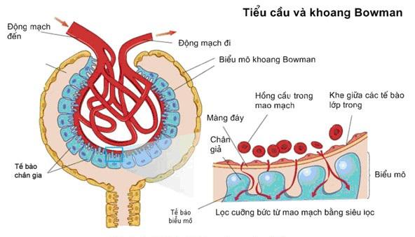 Lý thuyết Sinh học lớp 8 bài 38: Bài tiết và cấu tạo hệ bài tiết nước tiểu