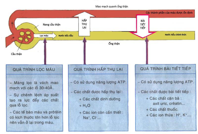 Lý thuyết Sinh học lớp 8 bài 39: Bài tiết nước tiểu