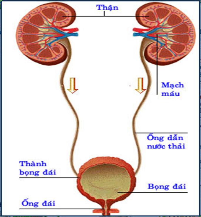 Lý thuyết Sinh học lớp 8 bài 39: Bài tiết nước tiểu
