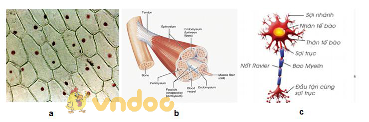 một số tế bào của cơ thể Lý thuyết Sinh học lớp 8 bài 4: Mô