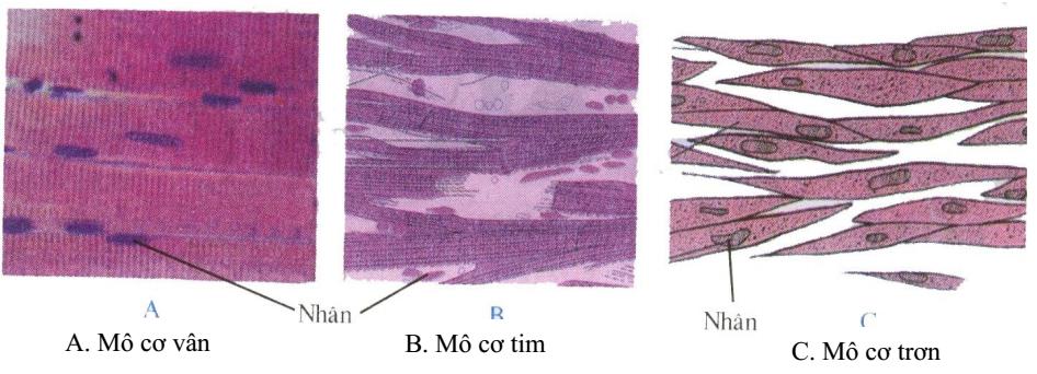 Mô cơ Lý thuyết Sinh học lớp 8 bài 4: Mô