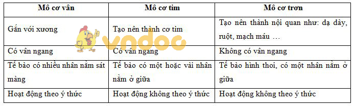 So sánh các loại mô cơ Lý thuyết Sinh học lớp 8 bài 4: Mô